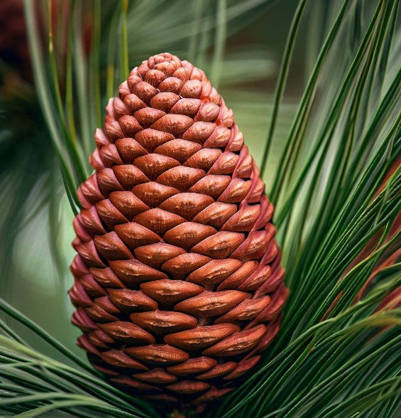 Pinus canariensis (Canary Island Pine, Canary Pine)