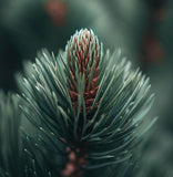 Pinus mugo pumilio (Shrubby Swiss Pine, Dwarf Mugo Pine)