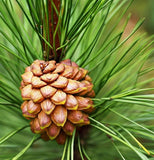 Pinus roxburghi (Chirr Pine, Longleaf Indian Pine)