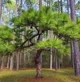 Pinus roxburghi (Chirr Pine, Longleaf Indian Pine)