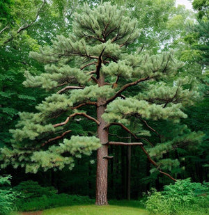 Pinus strobus (Wisconsin) (Eastern White Pine, White Pine, Weymouth Pine)