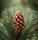 Pinus sylvestris rhodopaea (Scots Pine, Scotch Pine, European Red Pine, Baltic Pine)