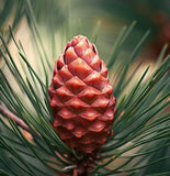 Pinus sylvestris rhodopaea (Scots Pine, Scotch Pine, European Red Pine, Baltic Pine)