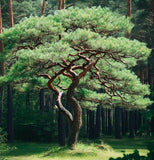 Pinus sylvestris rhodopaea (Scots Pine, Scotch Pine, European Red Pine, Baltic Pine)