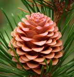 Pinus taeda (Loblolly Pine, Frankincense Pine)