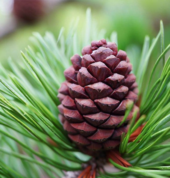 Pinus thunbergii (Japanese Black Pine)