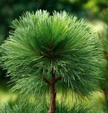 Pinus virginiana (Virginia Pine, Scrub Pine, Jersey Pine)