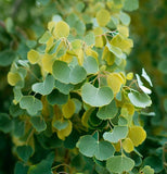 Populus tremuloides (Quaking Aspen) Seedlings & Transplants Available for Spring Shipping