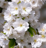Prunus avium 'CVI' (Sweet Cherry, Wild Cherry, Gean, Certified Virus Indexed Mazzard Cherry)