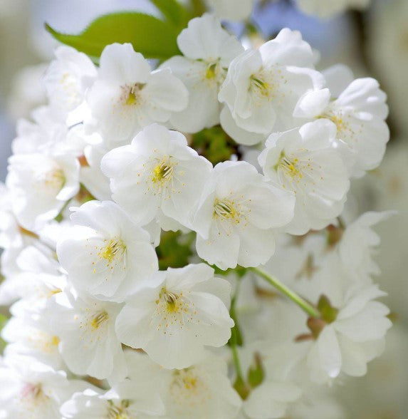 Prunus avium 'CVI' (Sweet Cherry, Wild Cherry, Gean, Certified Virus Indexed Mazzard Cherry)