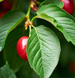 Prunus avium 'CVI' (Sweet Cherry, Wild Cherry, Gean, Certified Virus Indexed Mazzard Cherry)