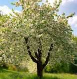 Prunus avium 'CVI' (Sweet Cherry, Wild Cherry, Gean, Certified Virus Indexed Mazzard Cherry)