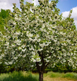 Prunus avium 'CVI' (Sweet Cherry, Wild Cherry, Gean, Certified Virus Indexed Mazzard Cherry)