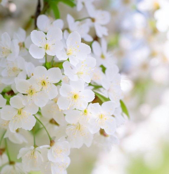Prunus mahaleb (Mahaleb Cherry, St. Lucie Cherry)