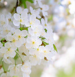 Prunus mahaleb (Mahaleb Cherry, St. Lucie Cherry)