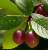 Prunus mahaleb (Mahaleb Cherry, St. Lucie Cherry)