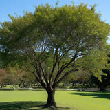 Prunus mahaleb (Mahaleb Cherry, St. Lucie Cherry)