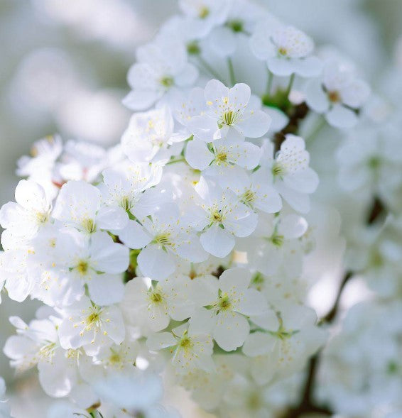 Prunus mahaleb (Mahaleb Cherry, St. Lucie Cherry)
