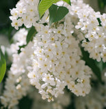 Prunus padus (European Bird Cherry)