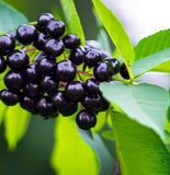 Prunus padus (European Bird Cherry)