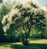 Prunus padus (European Bird Cherry)