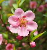 Prunus persica Lovell (Peach, Lovell Peach)