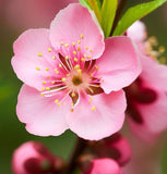 Prunus persica nemaguard (Nemaguard Peach)