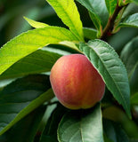 Prunus persica nemaguard (Nemaguard Peach)