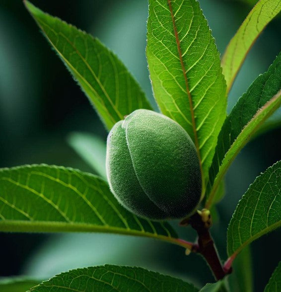 Prunus persica nemaguard (Nemaguard Peach)