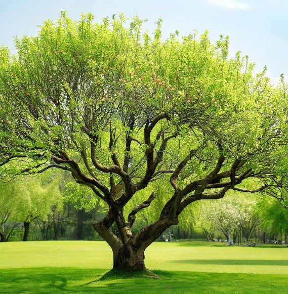 Prunus persica nemaguard (Nemaguard Peach)