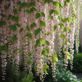 Prunus subhirtella Pendula (Rosebud Cherry, Spring Cherry, Weeping Higan Cherry, Winter Flowering Cherry)