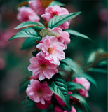 Prunus triloba (Flowering Almond, Flowering Plum)