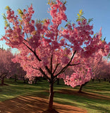 Prunus triloba (Flowering Almond, Flowering Plum)