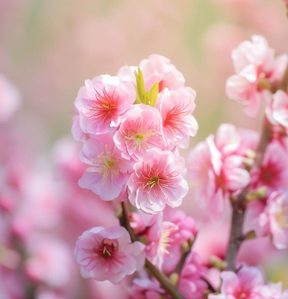 Prunus triloba (Flowering Almond, Flowering Plum)