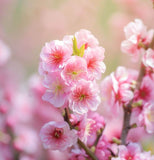 Prunus triloba (Flowering Almond, Flowering Plum)