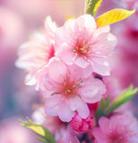 Prunus triloba (Flowering Almond, Flowering Plum)