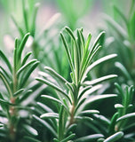 Rosemary (Rosmarinus officinalis)