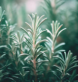 Rosemary (Rosmarinus officinalis)