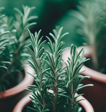 Rosemary (Rosmarinus officinalis)