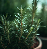 Rosemary (Rosmarinus officinalis)