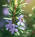 Rosemary (Rosmarinus officinalis)