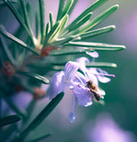 Rosemary (Rosmarinus officinalis)