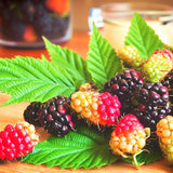 Rubus allegheniensis (Allegheny Blackberry, Appalachian Blackberry)