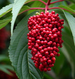 Sambucus racemosa (European Red Elderberry) Seedlings & Transplants Available for Spring Shipping