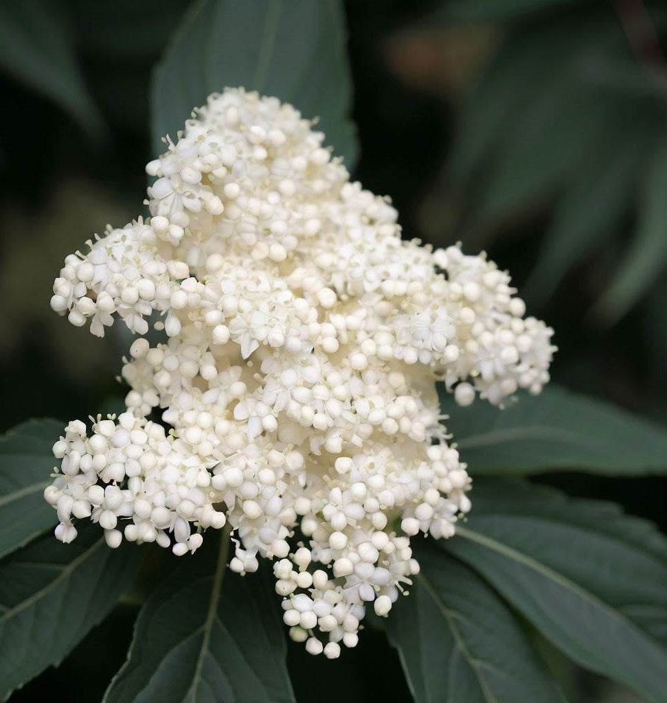 Sambucus racemosa (European Red Elderberry)