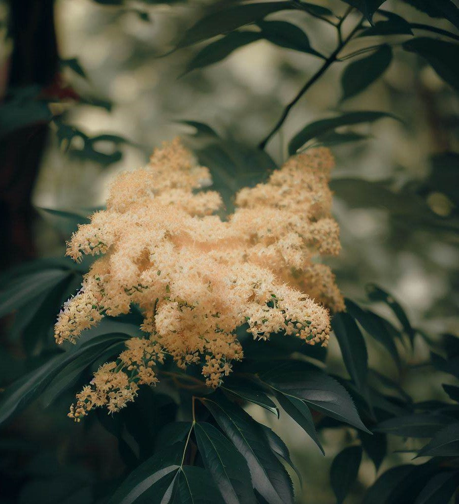 Sambucus racemosa (European Red Elderberry)