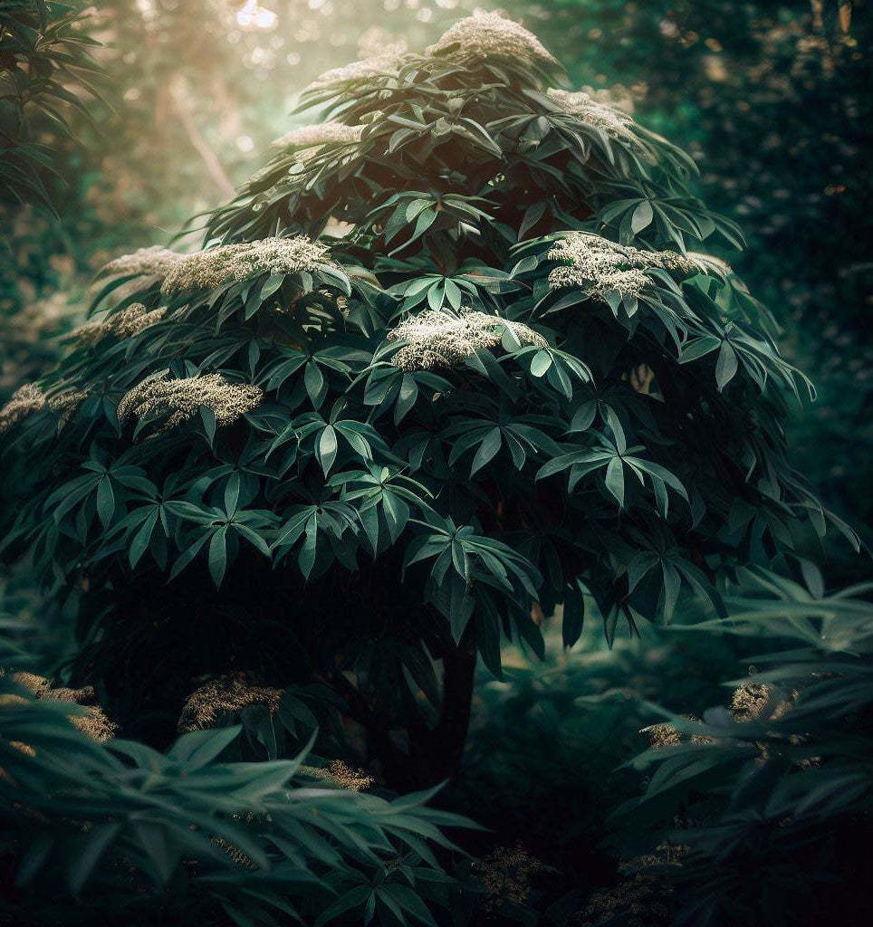 Sambucus racemosa (European Red Elderberry)