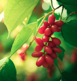 Schisandra chinensis (Schisandra, Chinese Magnolia Vine)