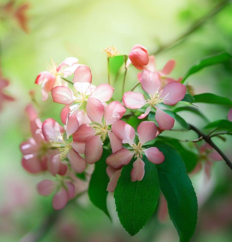 Malus sieversii (Shakar Crabapple, Shakar Crab Apple, Wild Apple)