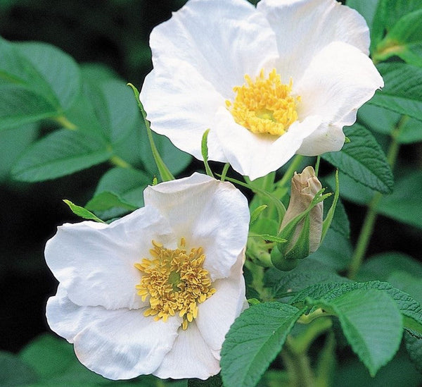 Rosa rugosa 'Alba' (White Rugosa Rose, Beach Rose, Japanese Rose